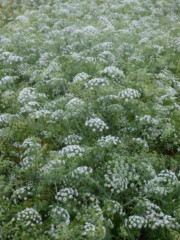 Ammi majus